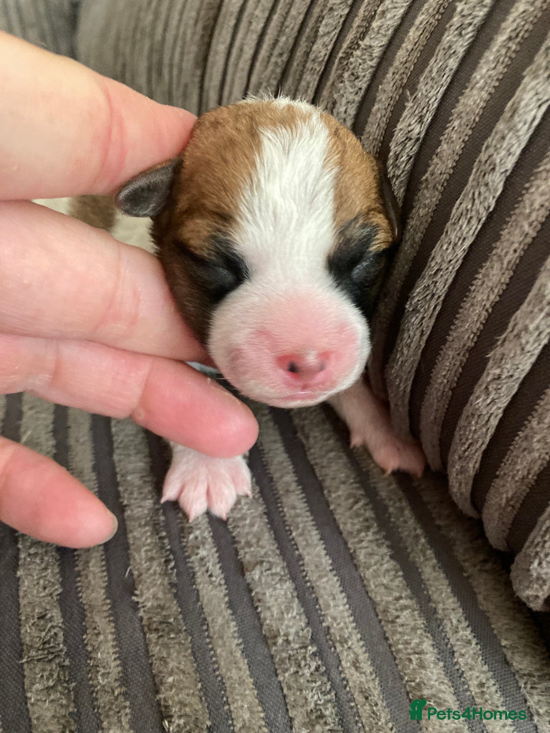 Jackapoo dogs for sale: @@GORGEOUS JACKAPOO PUPPIES@@ - Image 15