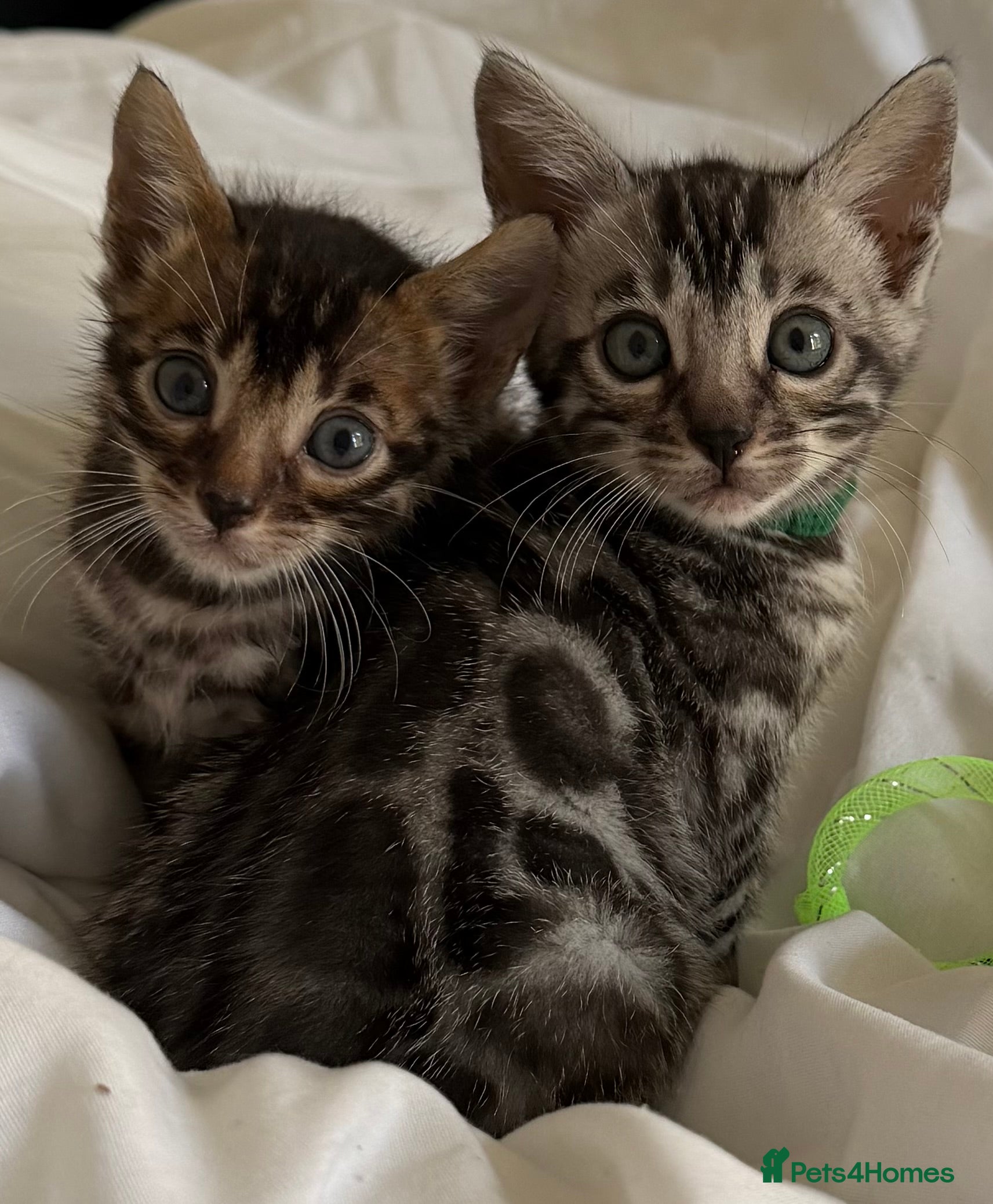 Bengal cats BENGAL 🔥 KITTENS TICA REGISTERED  - Advert 12