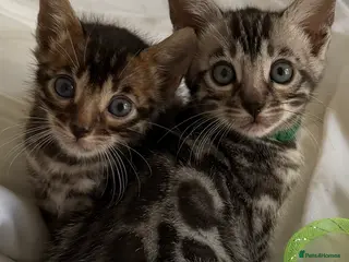 Bengal cats BENGAL 🔥 KITTENS TICA REGISTERED - Advert 12