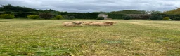 Cocker Spaniel dogs for sale: Gorgeous KC working type cocker spaniel puppies  - Advert 16