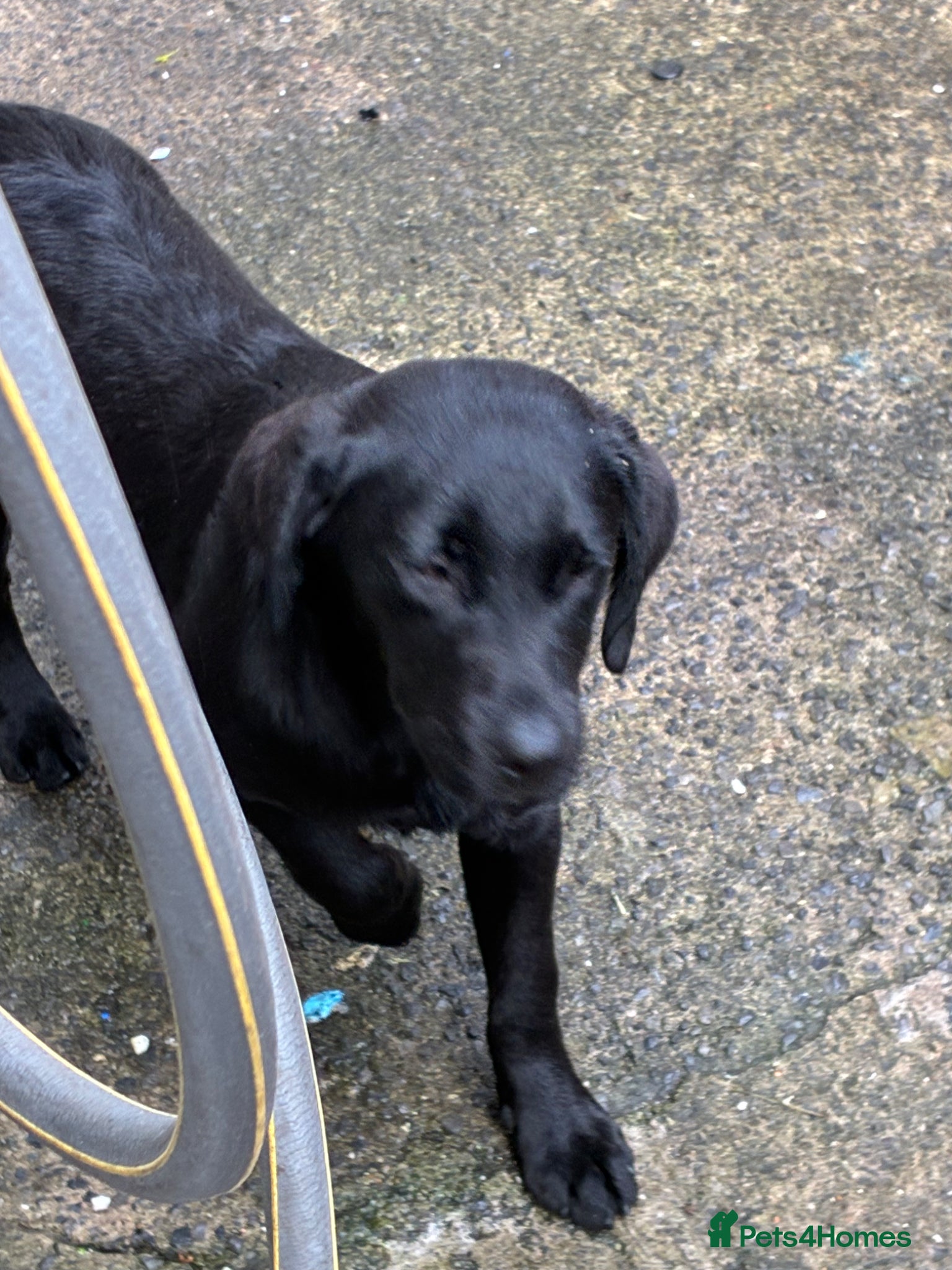 Labrador Retriever dogs for sale: 4 month old female Labrador  - Advert 3