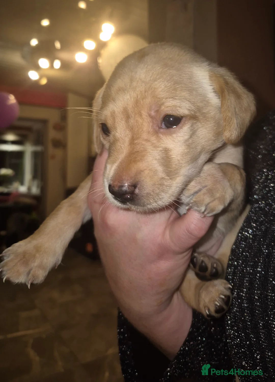 Labrador Retriever dogs for sale: Pedigree KC registered labrador pups. - Advert 19