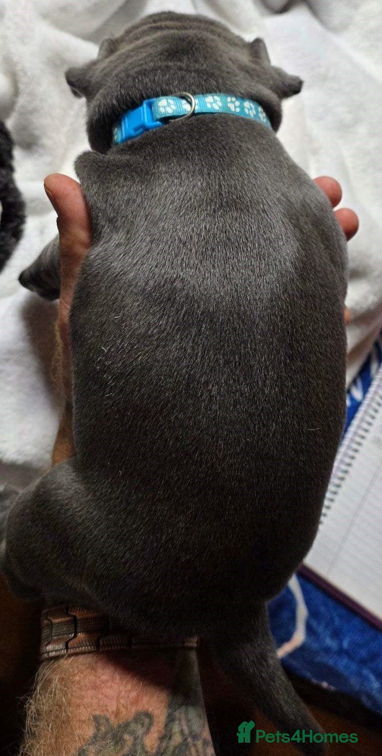Staffordshire Bull Terrier dogs for sale: Energetic staffy playful puppies for new families. in Rugby - Advert 4