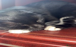 British Longhair cats for sale: Rescue kittens🧡 - Image 9