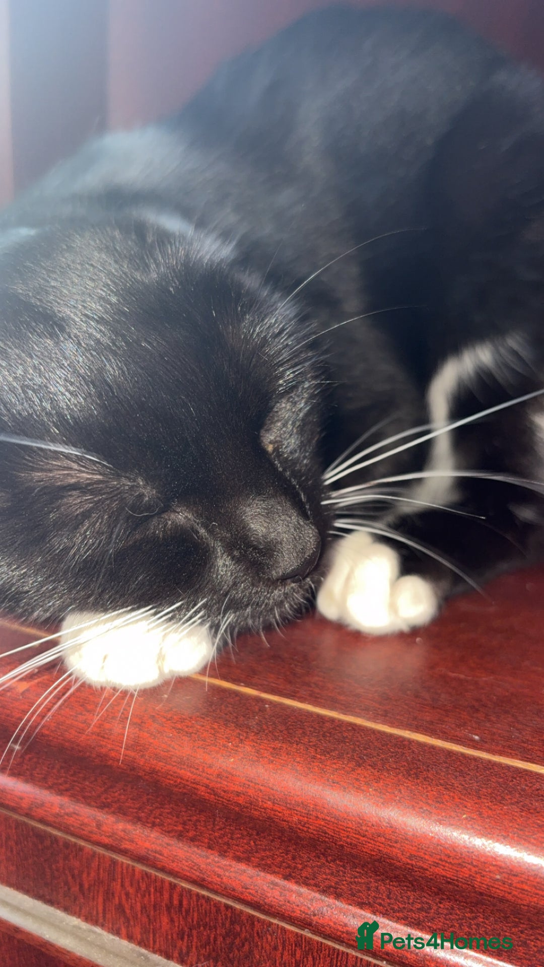 British Longhair cats for sale: Rescue kittens🧡 - Image 9