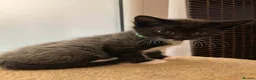 Mixed Breed cats for sale: Kittens   - Advert 22