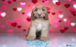 Cockapoo dogs for sale: ⭐️REDUCED⭐️READY NOW⭐️beautiful DNA clear F1 - Image 4