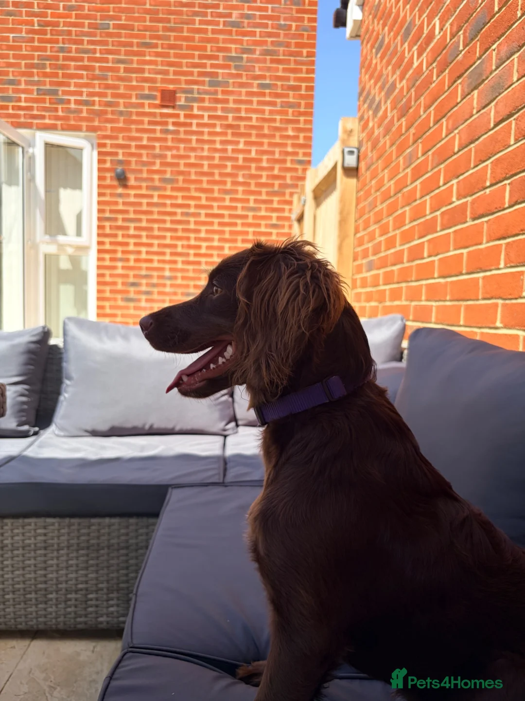 Mixed Breed dogs for sale: Sprockerdoo  in Bexhill-on-Sea - Advert 5