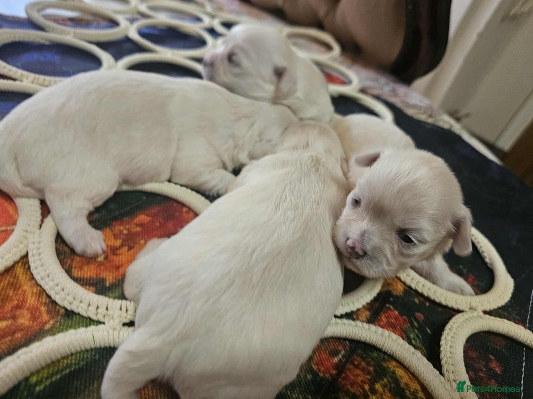 Maltese dogs for sale: 4 puppies bichons maltese - Image 24
