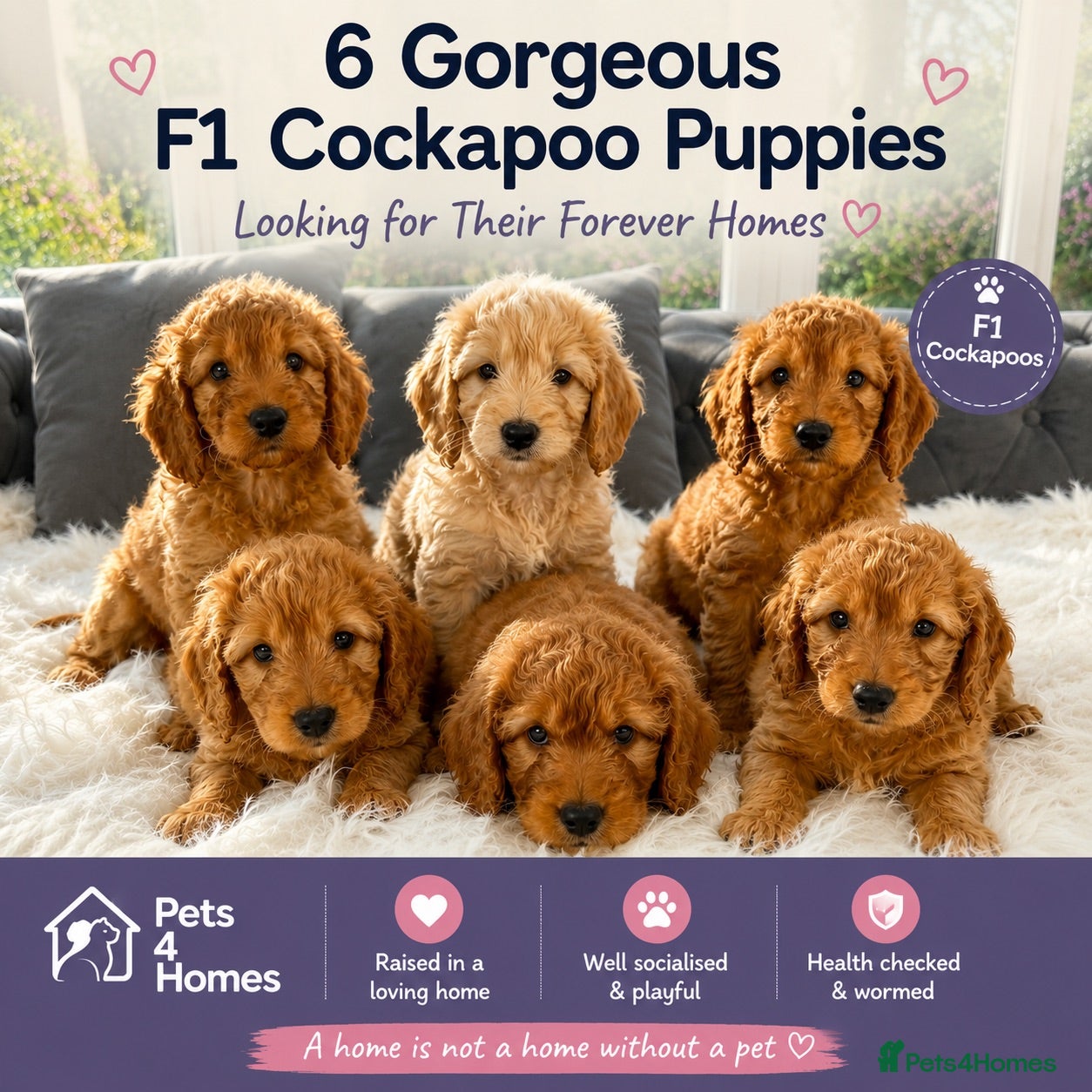 Cockapoo dogs F1 golden cockapoo puppies  - Advert 1