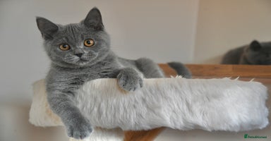 British Shorthair cats - Advert 2