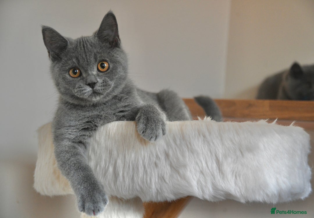 British Shorthair cats for sale: GCCF British Shorthairs Ready now  - Image 3