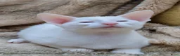 Siamese cats for sale: Stunning GCCF Siamese & Oriental Kittens - Advert 37