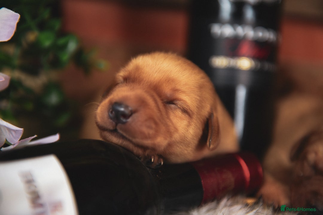 Labrador Retriever dogs for sale: Deep Red Top Quality Labrador Puppies - Image 10