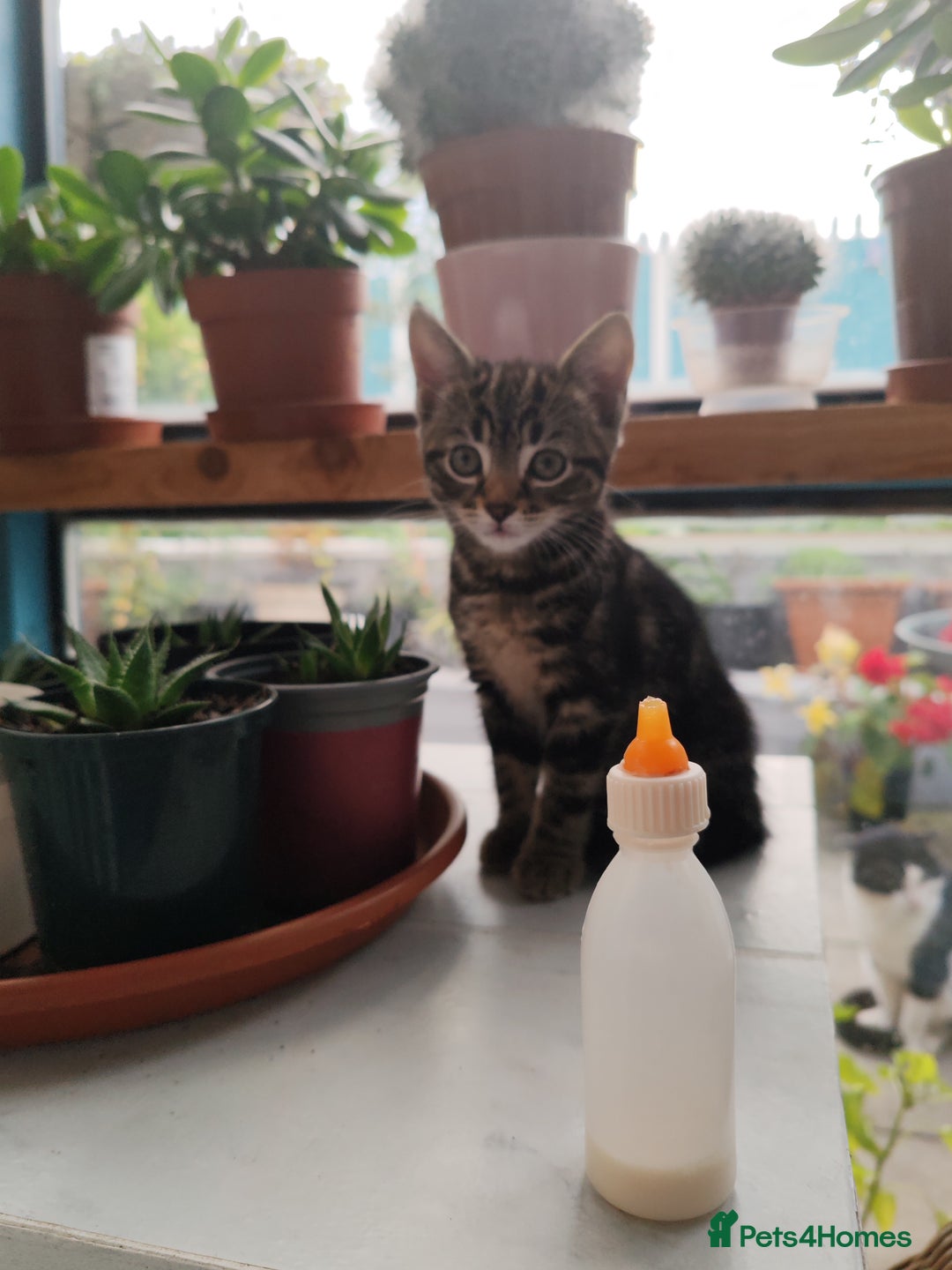 Mixed Breed cats for sale: Ch417dp  - Image 7