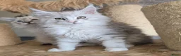 Maine Coon cats for sale: Ready now Silver with white Maine Coon kittens - Advert 21