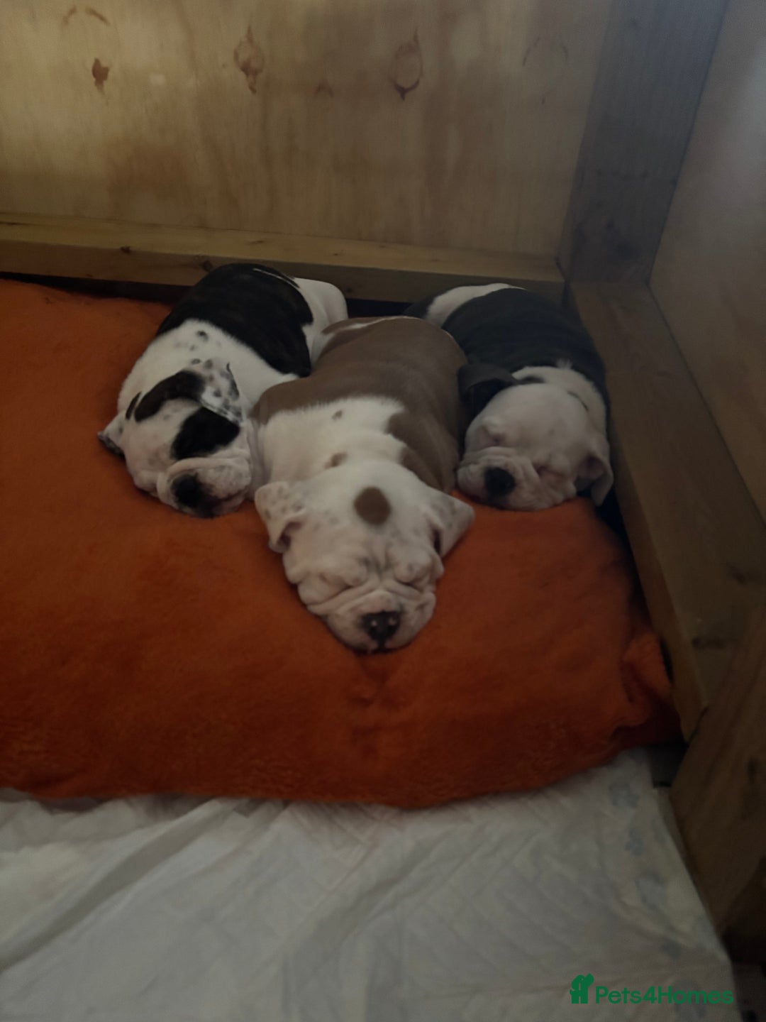 Olde English Bulldogge dogs for sale: Last 2 baby girls left  - Image 34