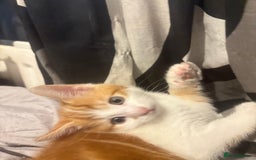 Mixed Breed cats for sale: gorgeous kittens - Image 2