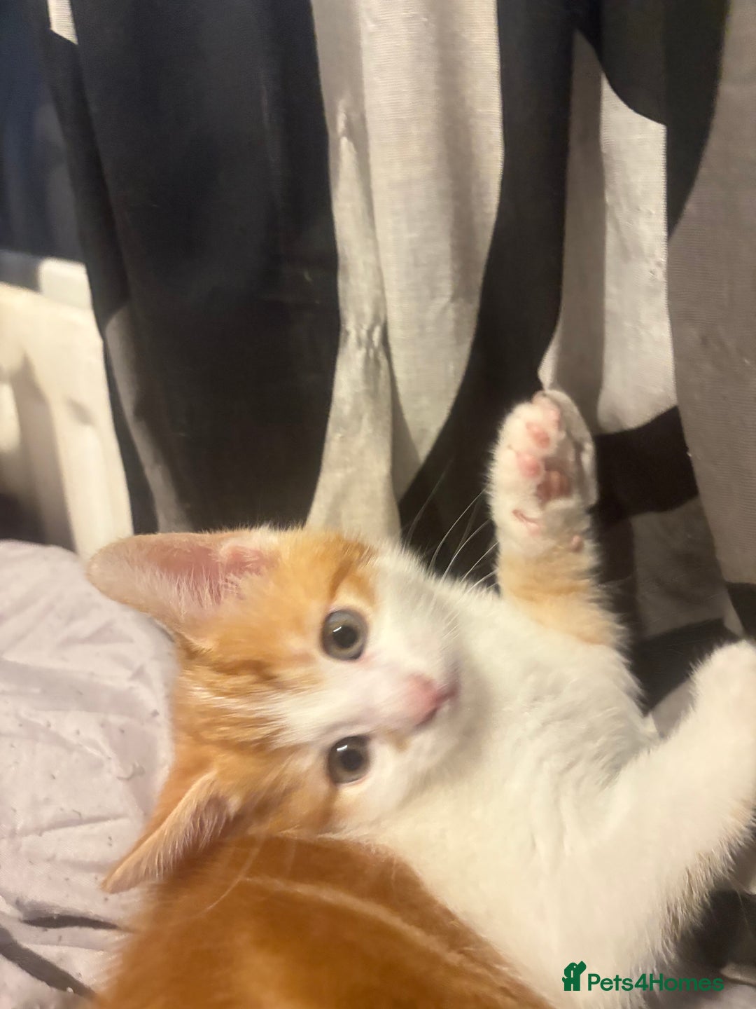 Mixed Breed cats for sale: gorgeous kittens - Image 2
