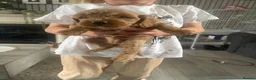 Cavapoo dogs for sale: Cavapoo pups  in Sunderland - Advert 3