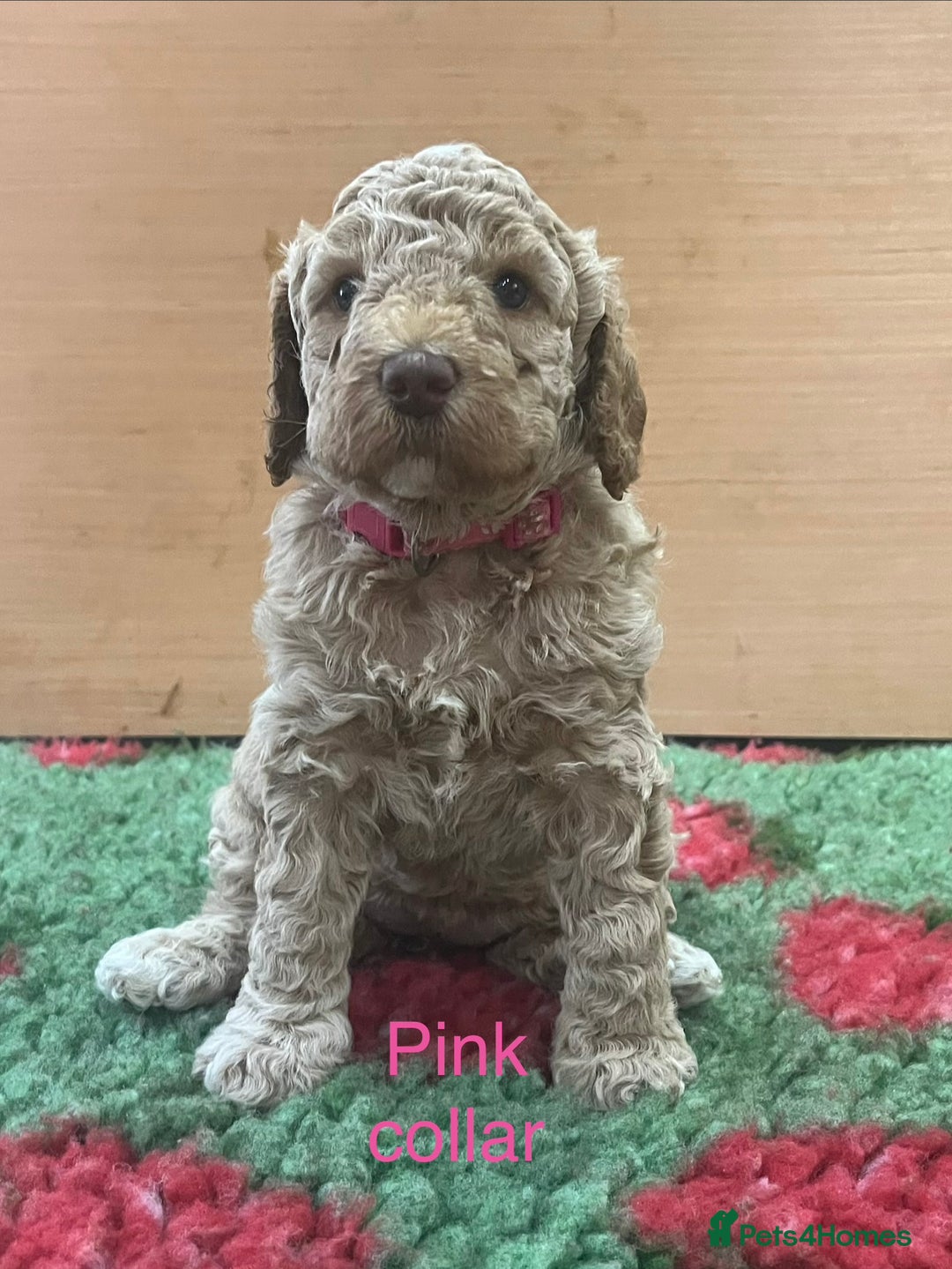 Cockapoo dogs for sale: Beautiful cockapoo puppies! - Advert 8