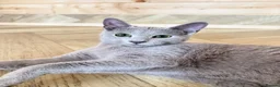 Russian Blue cats for sale: *TOP* Quality TICA Pedigree Russian Blue Kittens  - Advert 5