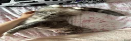 Mixed Breed cats for sale: Female kitten  - Advert 1
