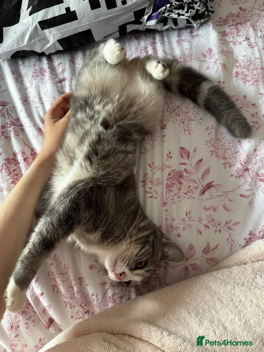 Mixed Breed cats for sale: Female kitten  - Advert 1