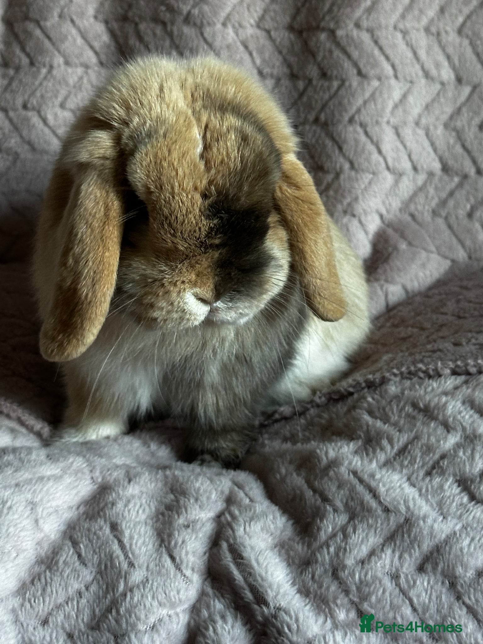 Mini Lop rabbits Chocolate Harlequin Bunny  - Advert 1