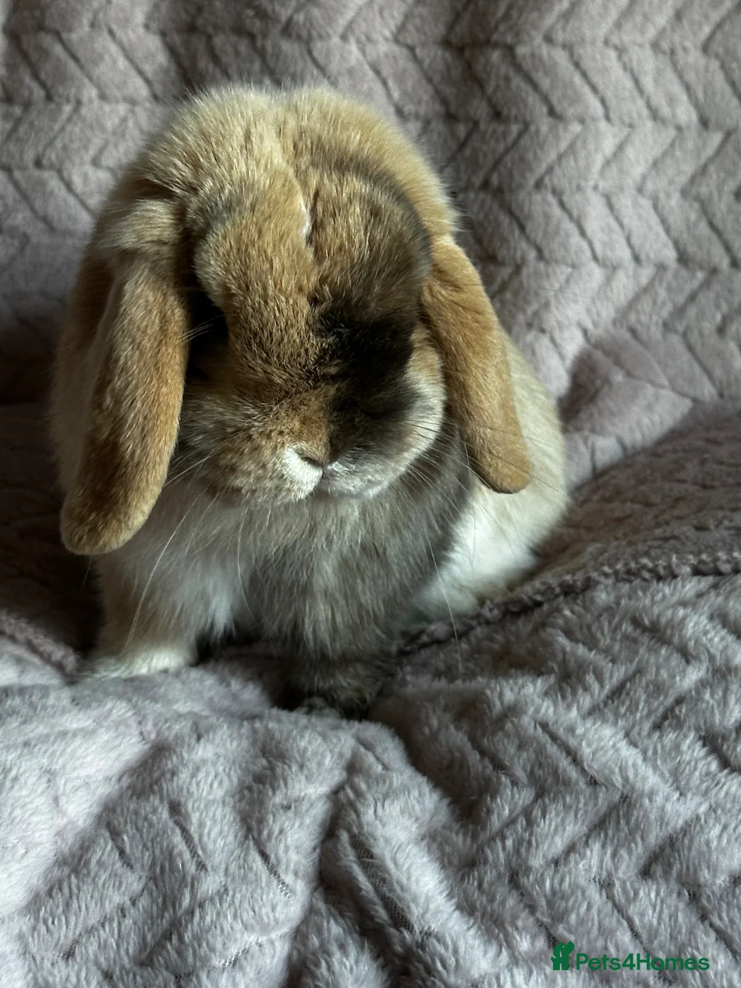 Mini Lop rabbits for sale: Chocolate Harlequin Bunny  in Altrincham - Advert 1