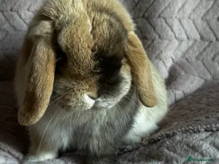 Mini Lop rabbits Chocolate Harlequin Bunny - Advert 1