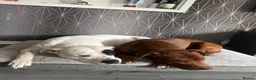 Mixed Breed dogs for sale: Bullmastiff x staffy puppies  - Advert 2