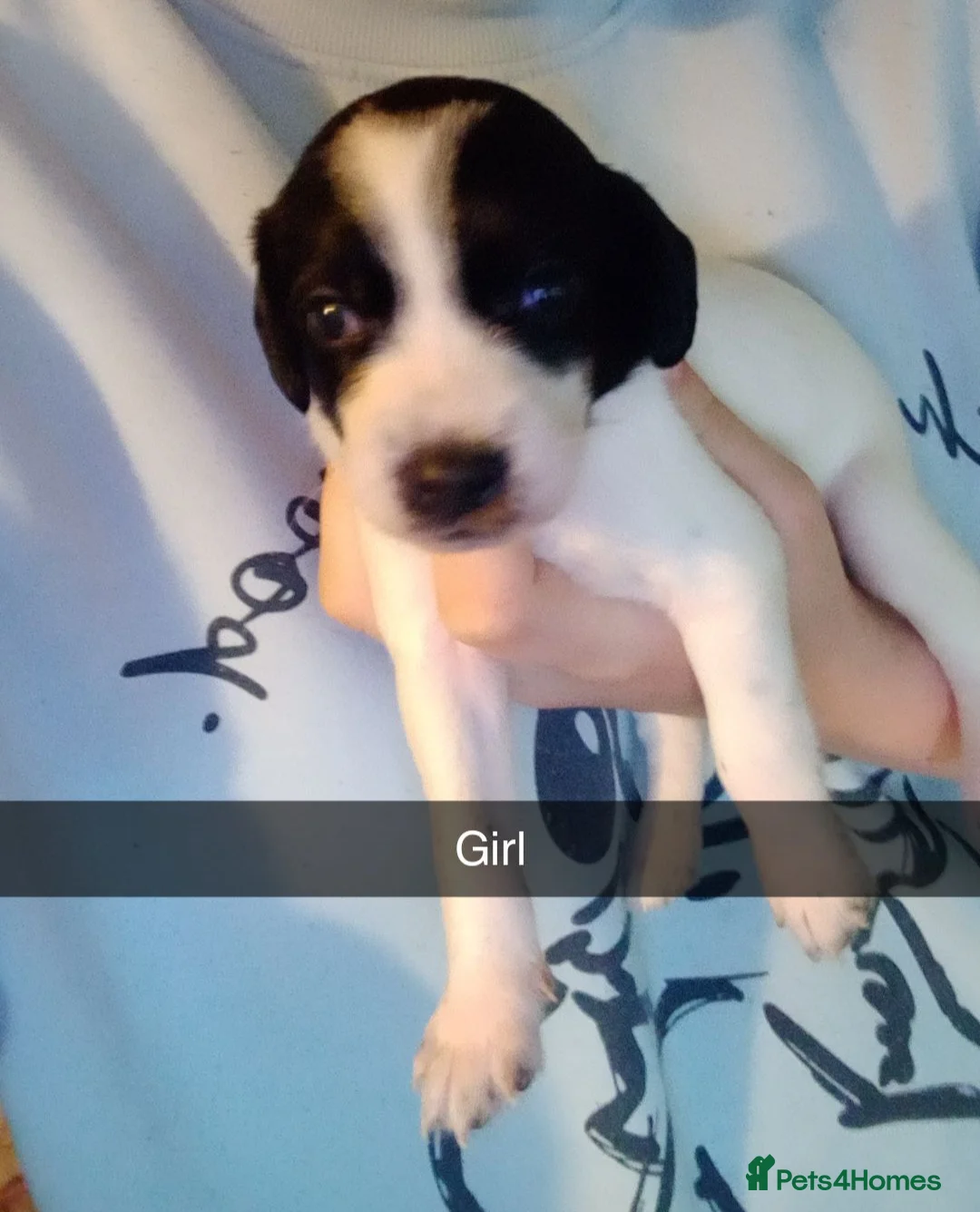 Mixed Breed dogs for sale: Jackapoochon mixed breed - Advert 2