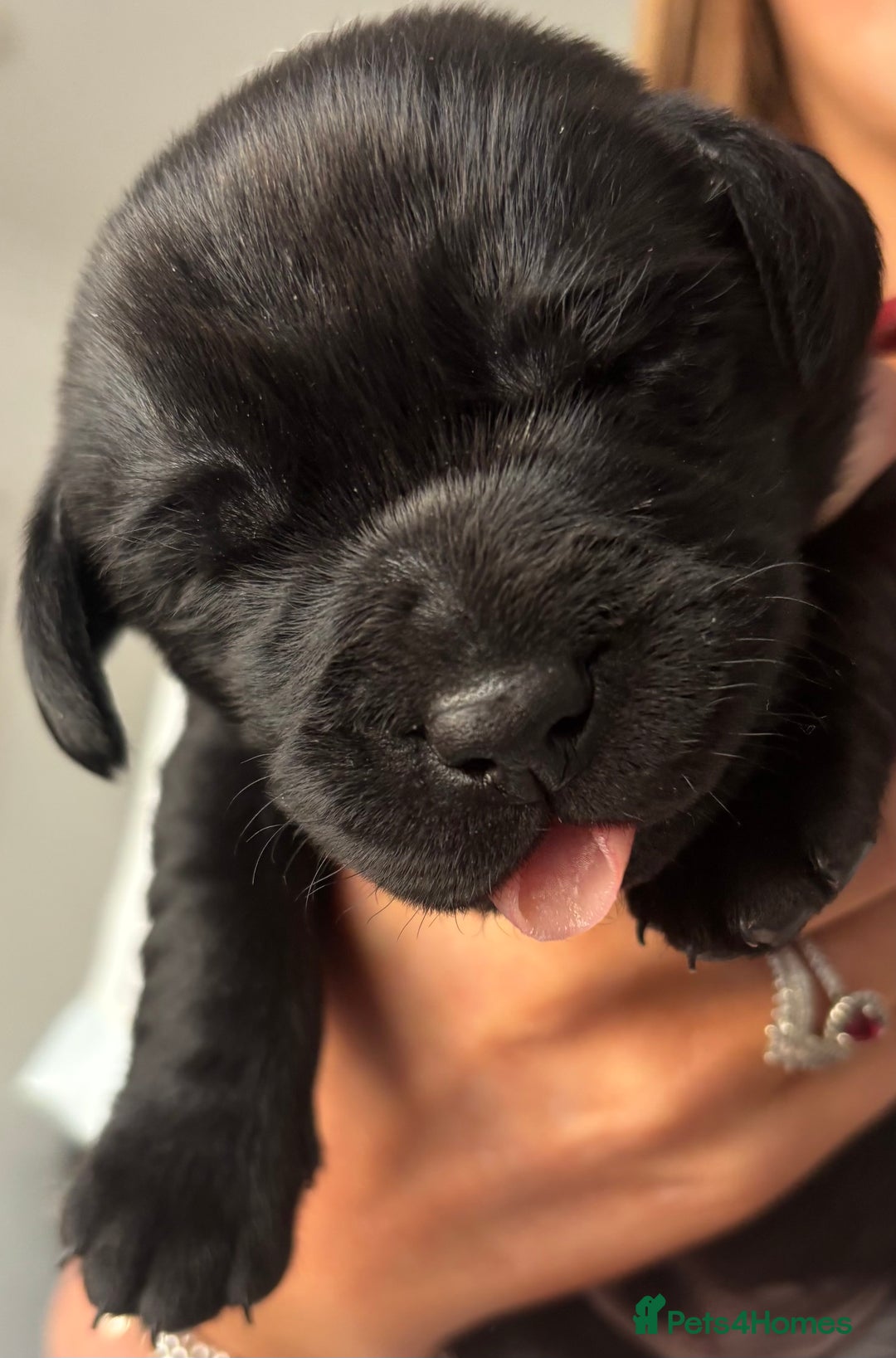 Labrador Retriever dogs for sale: 1 beautiful kc lab - Advert 20