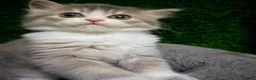 Mixed Breed cats for sale: Beautiful Fluffy Grey Female Kitten  - Advert 4