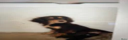 Cocker Spaniel dogs for sale: Cocker spaniel puppies  in Bedlington - Advert 6