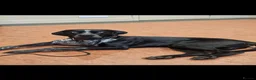 Mixed Breed dogs for sale: Great Dane × Cane Corso × Eurohound Puppies  - Advert 8