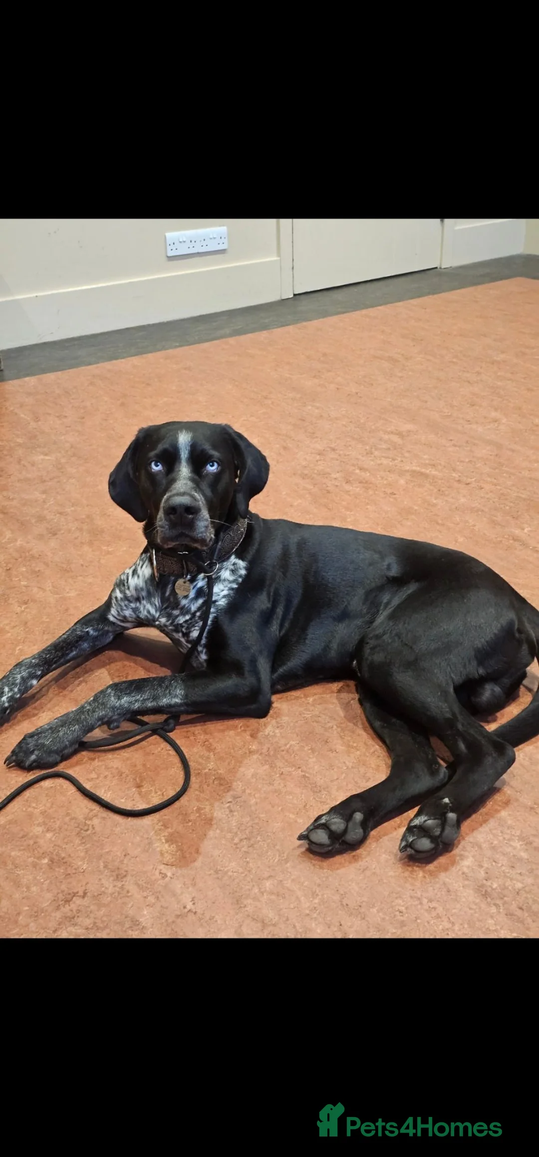 Mixed Breed dogs for sale: Great Dane × Cane Corso × Eurohound Puppies  - Advert 8