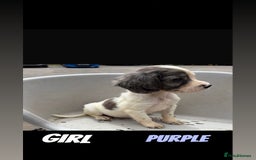 Cocker Spaniel dogs for sale: Cocker spaniel puppies  - Image 6