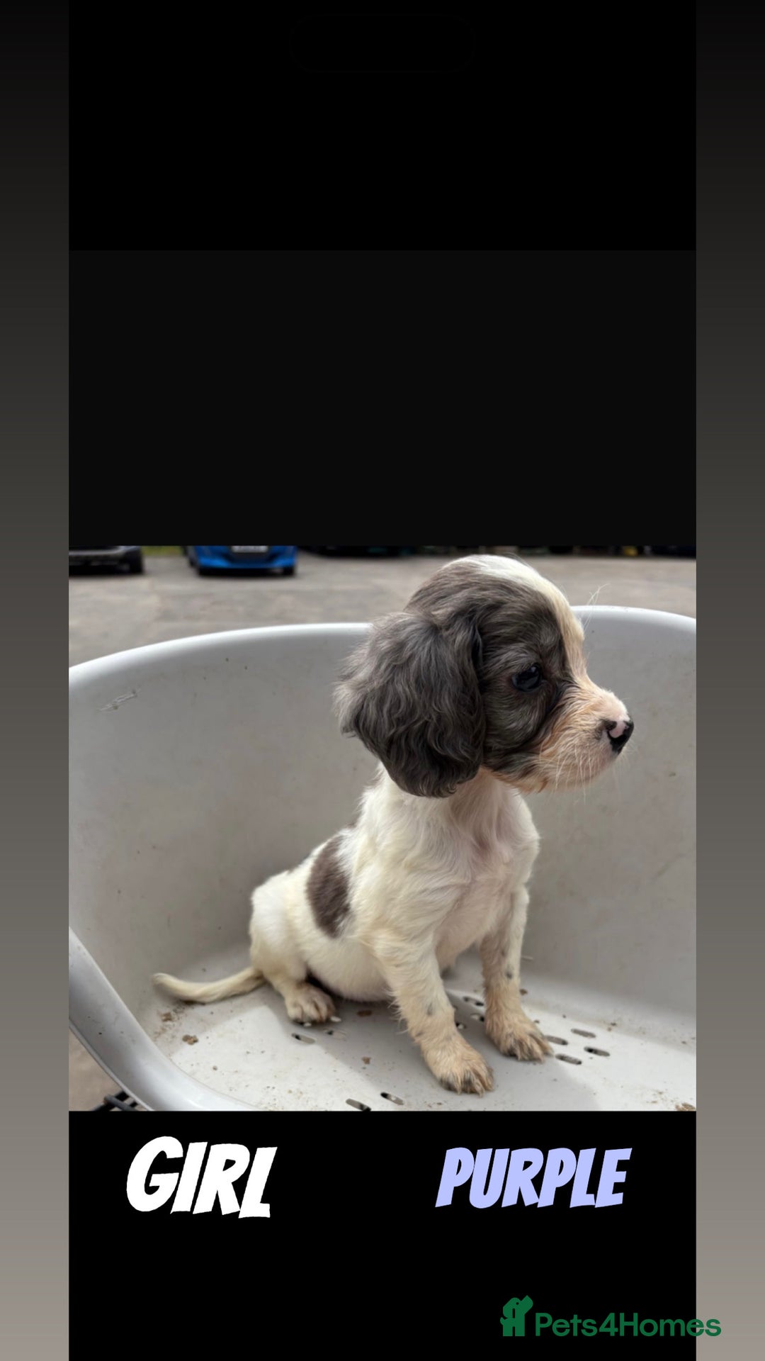 Cocker Spaniel dogs for sale: Cocker spaniel puppies  - Image 6