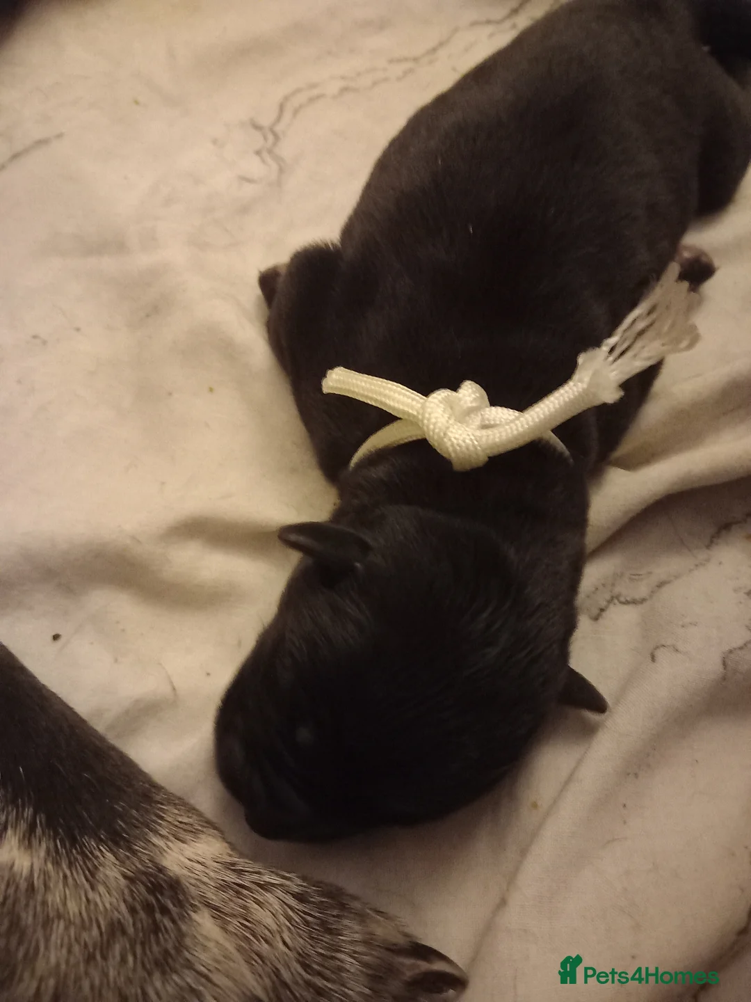 Cane Corso dogs for sale: 10 Cane Corso Puppies - Advert 10