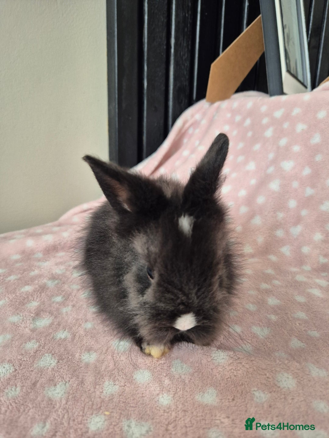 Mini Lion Lop rabbits for sale: 8 Beautiful Lion Lop Bunnies available to reserve. - Image 3