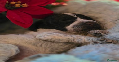 Cockapoo dogs - Advert 9