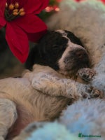 Cockapoo dogs - Advert 9