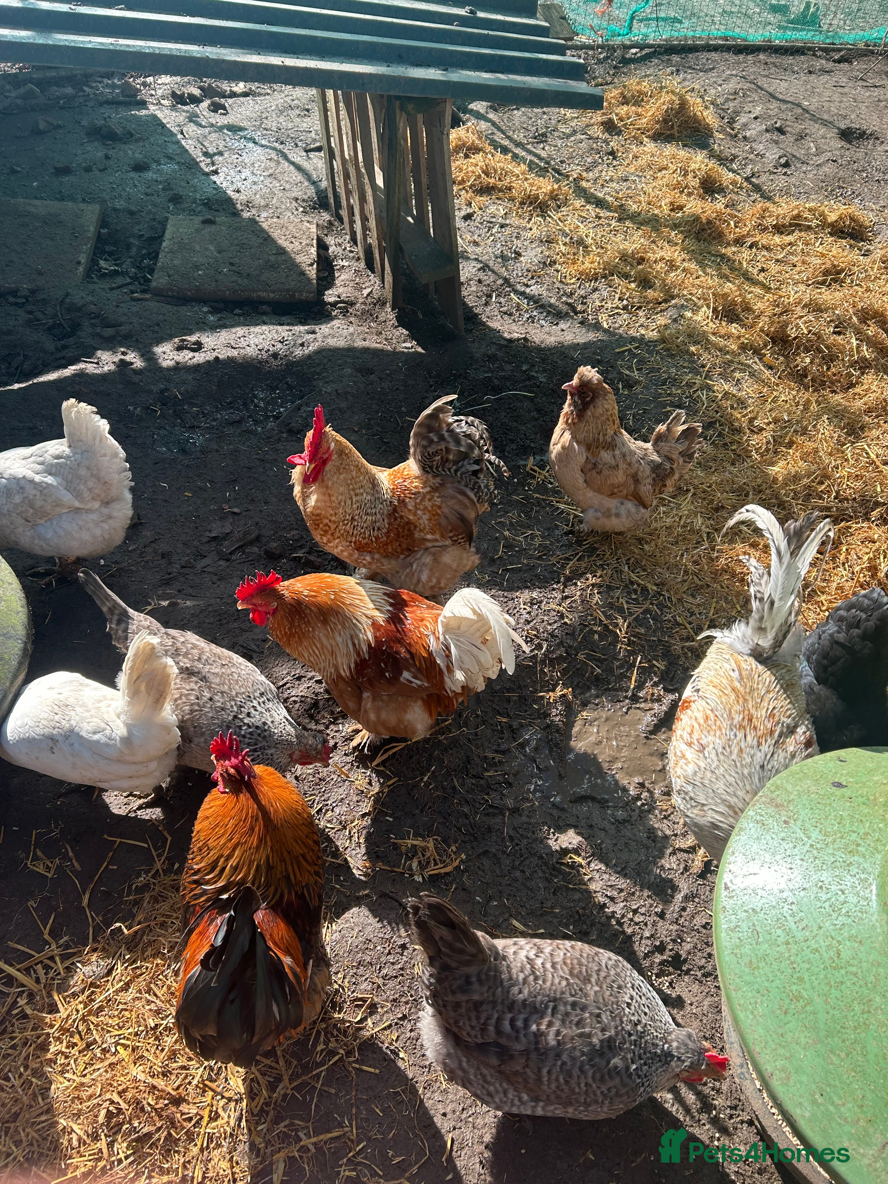 Chickens poultry Pekin cockerels  - Advert 1