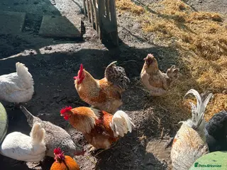 Chickens poultry Pekin cockerels - Advert 1