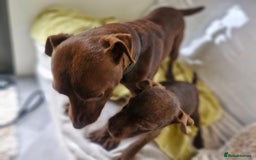 Patterdale Terrier dogs for sale: Patterdale Terrier pup - Image 7