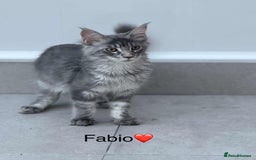 Maine Coon cats for sale: Maine Coon XXL -Pedigree  - Image 5