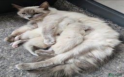 Ragdoll cats for sale: 🏆 CHAMPION FATHER 🏆GCCF REGISTERED KITTENS  - Image 26