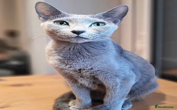 Russian Blue cats for sale: 13 weeks old Russian Blue (male) - Image 3